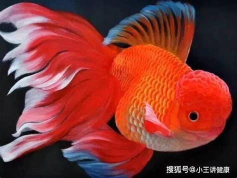 哪一種魚最好養|【那種魚最好養】哪「養」魚最輕鬆？12 種養不死的觀賞魚，新。